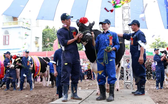 Hoa hậu Bò sữa Mộc Châu 2017: Lễ hội tôn vinh nghề nghiệp độc đáo trên Thảo nguyên xanh