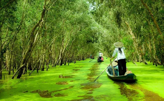 Rừng tràm Trà Sư - “Bữa tiệc” màu xanh mùa nước nổi