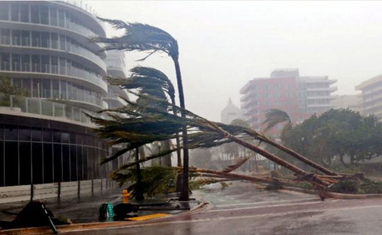 Bão Irma - Tâm điểm chú ý của sao tại Liên hoan phim quốc tế Toronto