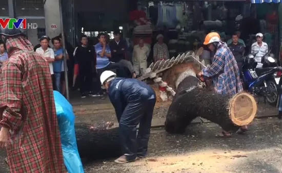 Ảnh hưởng bão số 12, gió quật đổ nhiều bảng hiệu, cây cối ở Đà Nẵng