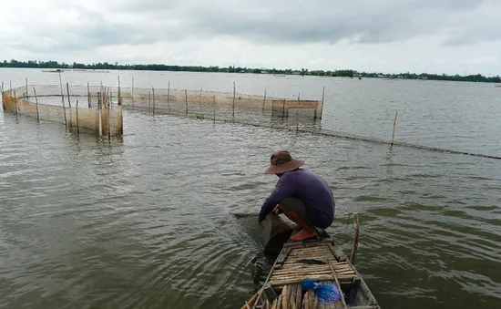 An Giang: Cấm khai thác cá linh non