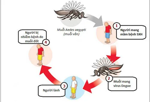 Biểu hiện và biện pháp phòng chống bệnh sốt xuất huyết