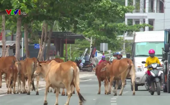 Bò thả rông giữa phố Nhà Trang, tiềm ẩn nguy cơ tai nạn