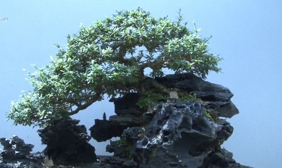 Bonsai mini - Nét mới ở làng hoa Sa Đéc, Đồng Tháp