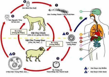 Hướng dẫn phòng và điều trị bệnh giun đũa chó mèo