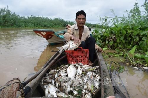 Cá chết hàng loạt ở thượng nguồn sông Sài Gòn