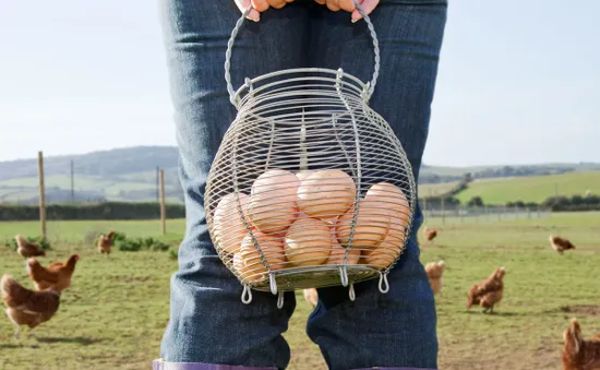 Nông dân Hà Lan điêu đứng vì trứng "bẩn"