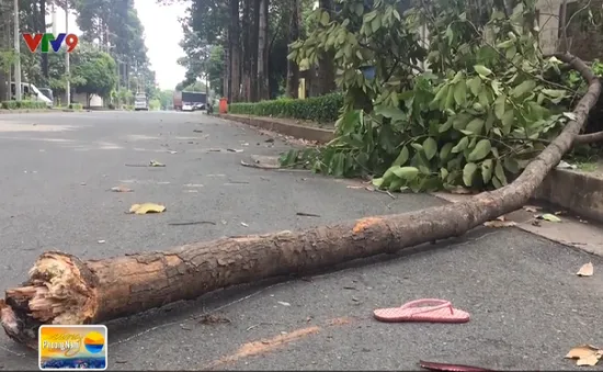 TP.HCM: Bị nhánh cây rơi trúng, nữ công nhân nguy kịch