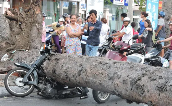 Cây xanh bật gốc, đè nát 2 xe máy