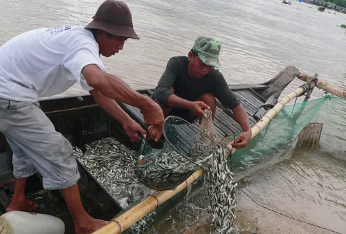 An Giang cấm khai thác cá linh non đến tháng 9/2017