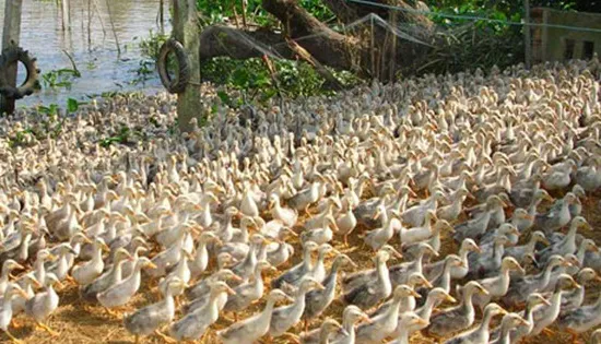 Dịch cúm A/H7N9 có nguy cơ xâm nhập và bùng phát ở Việt Nam