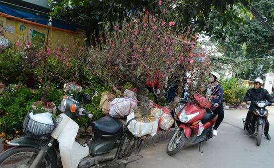 Tấp nập chợ hoa Hà Nội ngày giáp Tết