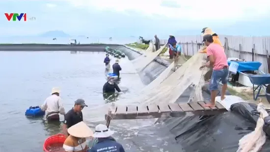 Tránh tâm lý chủ quan trước bão ở vùng ven biển Khánh Hòa