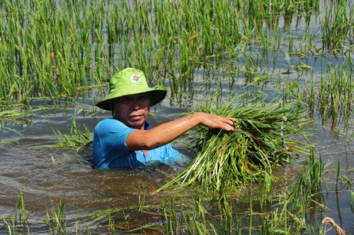 Hàng nghìn ha nông sản ở ĐBSCL chìm trong nước lũ