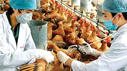 An Giang phòng chống dịch cúm gia cầm H5N1