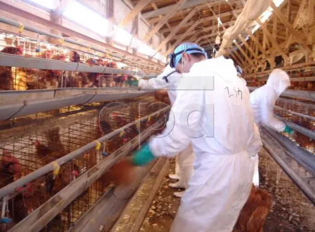 Trung Quốc đẩy mạnh phòng cúm H7N9