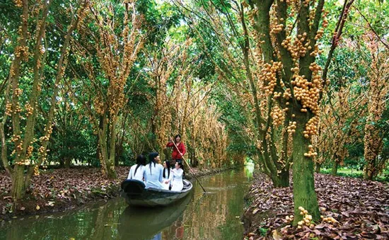 Trải nghiệm thú vị ở vườn trái cây Vàm Xáng, Cần Thơ