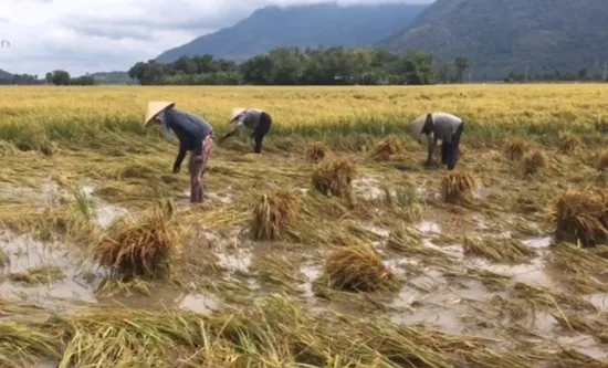 Mưa trái mùa "làm khó" người dân ĐBSCL