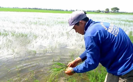 Lũ nhấn chìm hoa màu ở bãi bồi Đồng Tháp