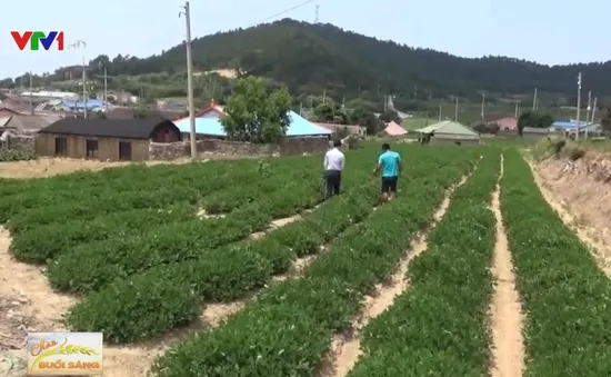 Trải nghiệm du lịch trang trại ở Hàn Quốc