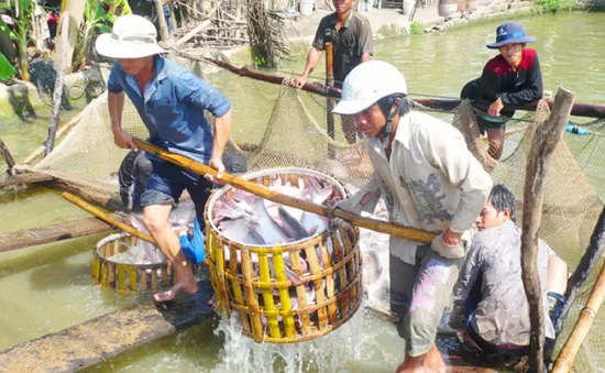 Giá cá tra tăng liên tục từ đầu năm đến nay