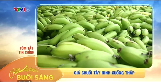 Giá chuối Tây Ninh xuống thấp