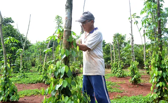 Giá tiêu lao dốc, các đại lý “chao đảo”