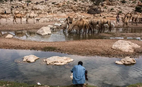 Hạn hán kinh hoàng ở Somalia, ít nhất 110 người thiệt mạng