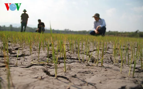 Hàng nghìn hồ sơ hỗ trợ hạn mặn sai sót ở Kiên Giang