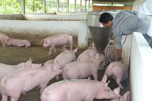 Doanh nghiệp tham gia giải cứu ngành chăn nuôi heo tại Long An