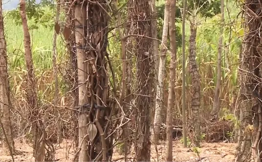 Đăk Lăk: Hồ tiêu chết hàng loạt, nhiều người lâm cảnh nợ nần