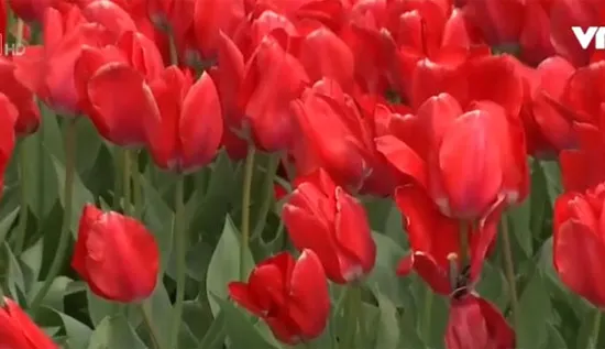 Rực rỡ lễ hội hoa tulip tại bang Washington (Mỹ)