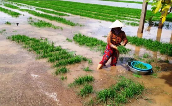 Nhiều diện tích hoa màu ở Bạc Liêu bị ngập nước