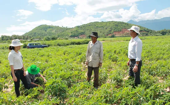 Diện tích trồng sắn ở Tây Nguyên vượt xa quy hoạch