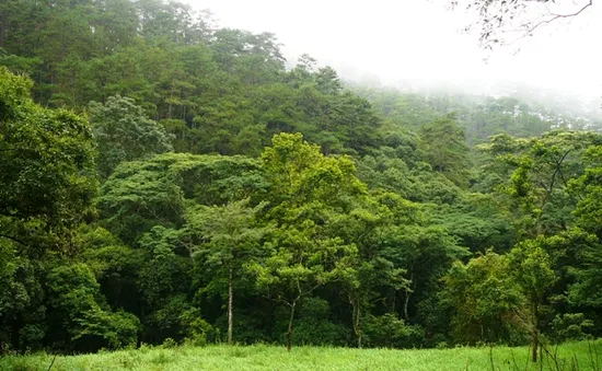 Gần 283.000ha đất lâm nghiệp ở Tây Nguyên đang tranh chấp