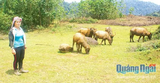 Quảng Ngãi đầu tư nuôi trâu thương phẩm