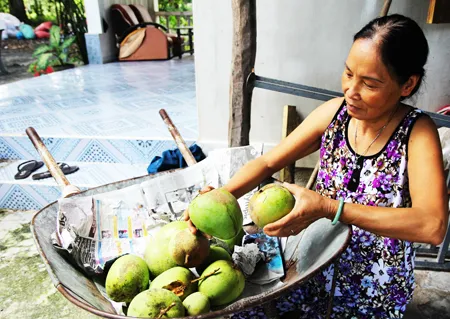 Bọ trĩ gây thiệt hại nặng ở vùng trồng xoài Cam Lâm, Khánh Hòa