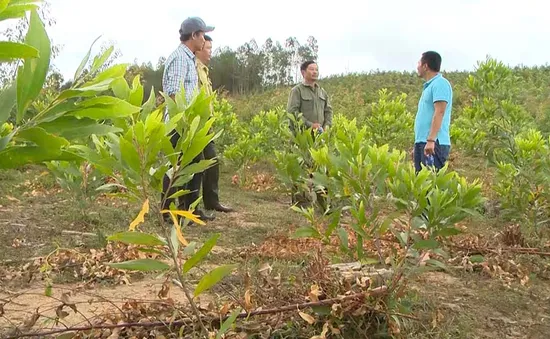 Chưa thể thu hồi đất rừng bị lấn chiếm ở Tây Nguyên