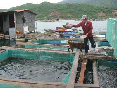 Phú Yên: Di dời bè nuôi cá trái phép ở vịnh Vũng Rô