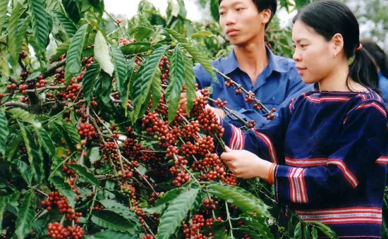 Tây Nguyên - Vùng sản xuất nông sản hàng hóa