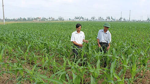 Tổ chức Festival Quốc tế Nông nghiệp vùng ĐBSCL