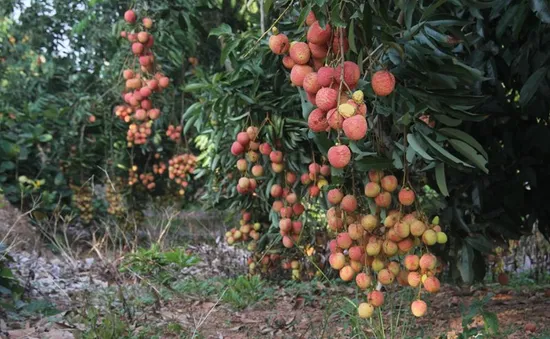 Khó khăn trong chăm sóc vải u hồng chín sớm