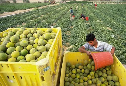 Từ bỏ áp lực công việc, nhiều lãnh đạo đi làm nông dân ở Israel