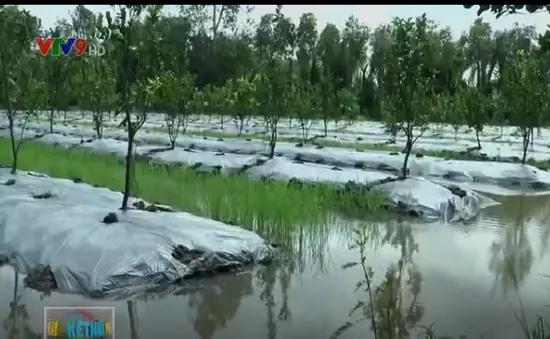 Kiên Giang: 40ha đất bị ngập úng vì hộ dân đào kênh ngang đê bao