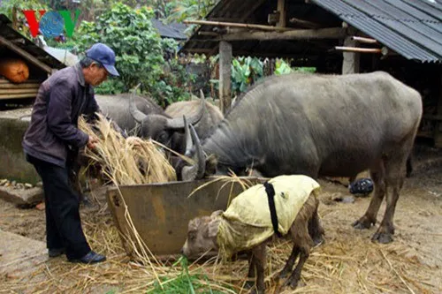 Lai Châu phòng chống rét cho gia súc