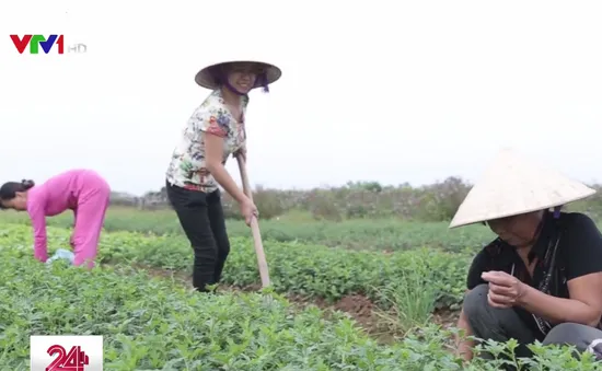 Nghĩa Trai - “Làng dược liệu” độc nhất vô nhị ở Việt Nam