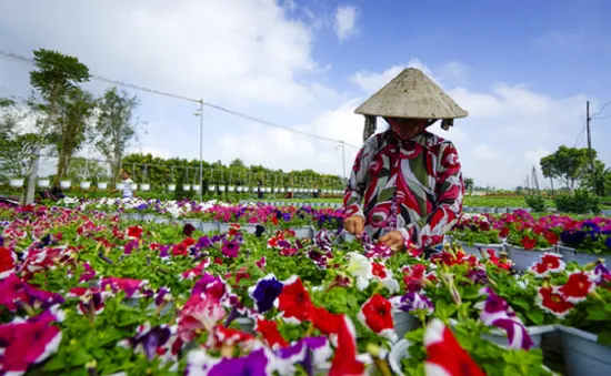 Làng hoa Sa Đéc chuẩn bị 2 triệu giỏ hoa dịp Tết Nguyên đán