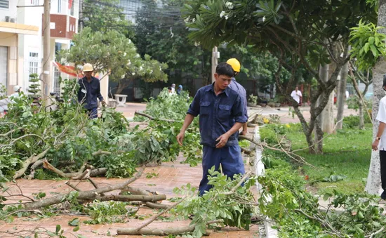 Dông lốc làm đổ nhiều cây xanh ở An Giang