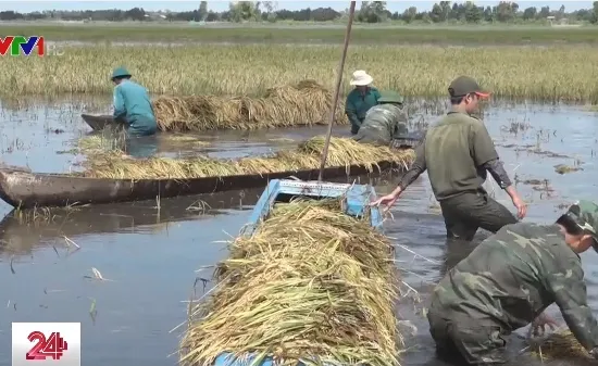 Xúc động hình ảnh bộ đội cùng nông dân Long An gặt lúa chạy lũ