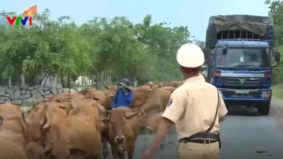 CSGT hàng ngày lùa bò đảm bảo an toàn giao thông